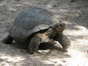 A turtle slowly plods along